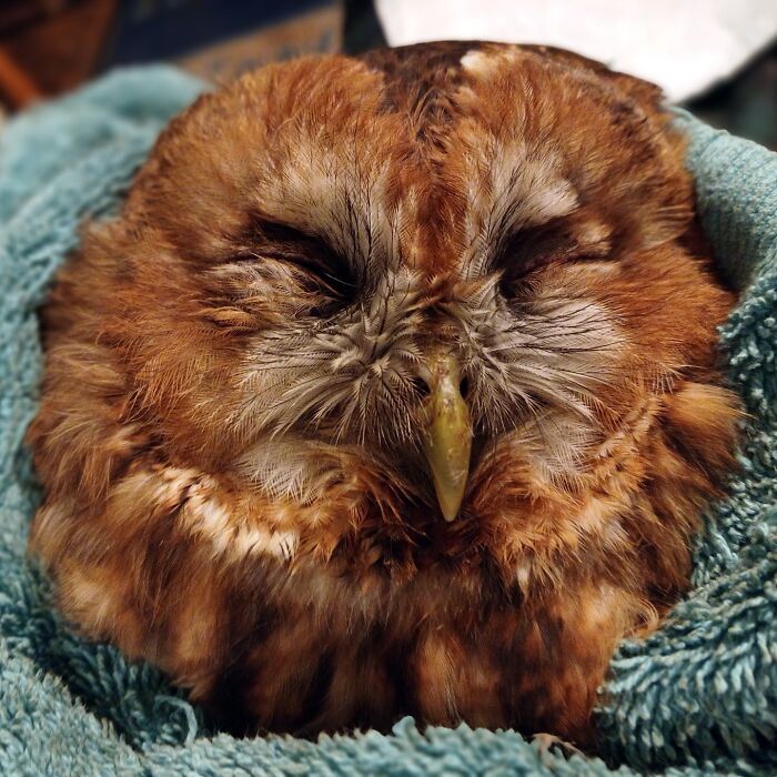 35 Times Owls Were Swaddled For Medical Care, Which Made Them Look Hilariously Unamused (New Pics)