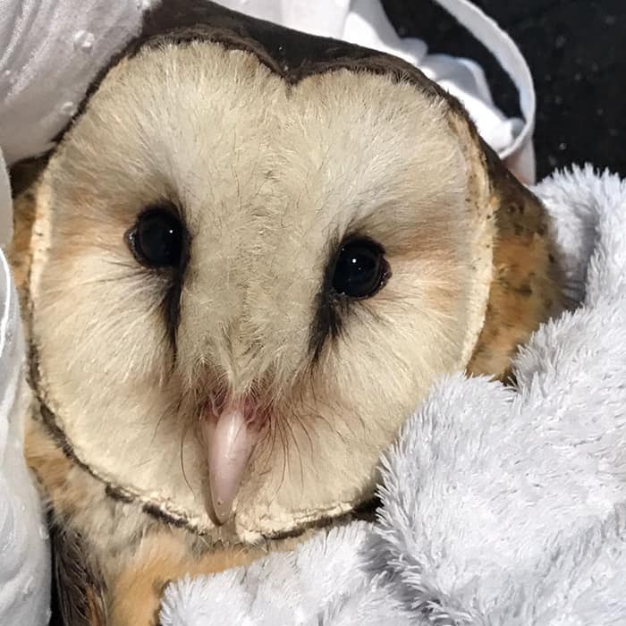 35 Times Owls Were Swaddled For Medical Care, Which Made Them Look Hilariously Unamused (New Pics)