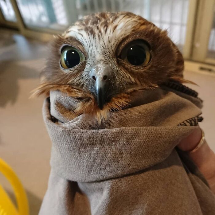 35 Times Owls Were Swaddled For Medical Care, Which Made Them Look Hilariously Unamused (New Pics)