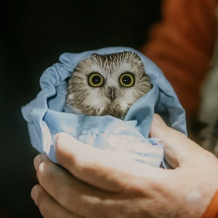 35 Times Owls Were Swaddled For Medical Care, Which Made Them Look Hilariously Unamused (New Pics)