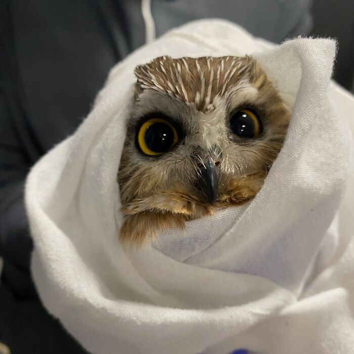 35 Times Owls Were Swaddled For Medical Care, Which Made Them Look Hilariously Unamused (New Pics)