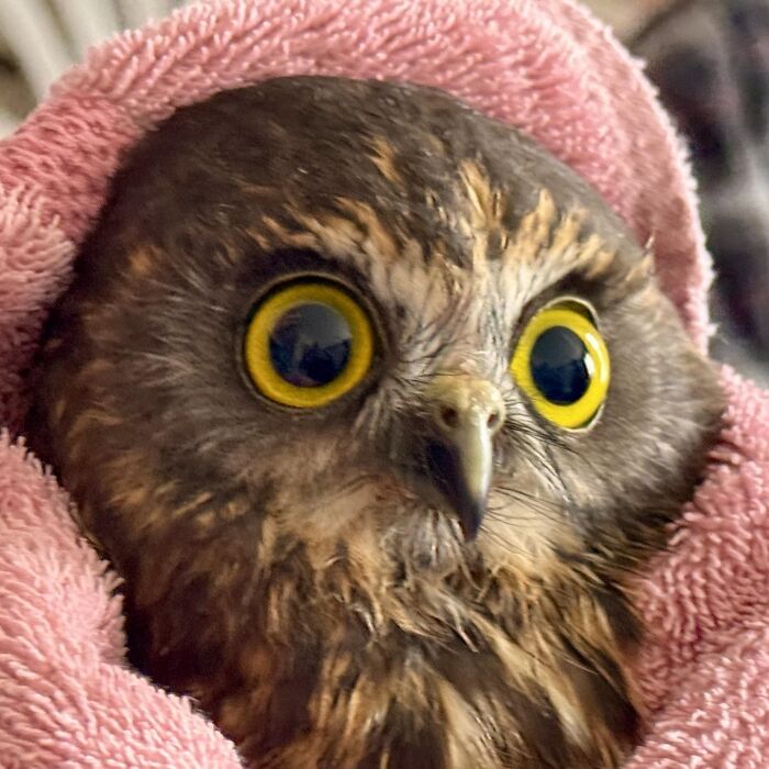 35 Times Owls Were Swaddled For Medical Care, Which Made Them Look Hilariously Unamused (New Pics)