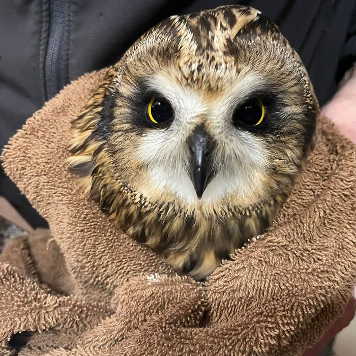 35 Times Owls Were Swaddled For Medical Care, Which Made Them Look Hilariously Unamused (New Pics)