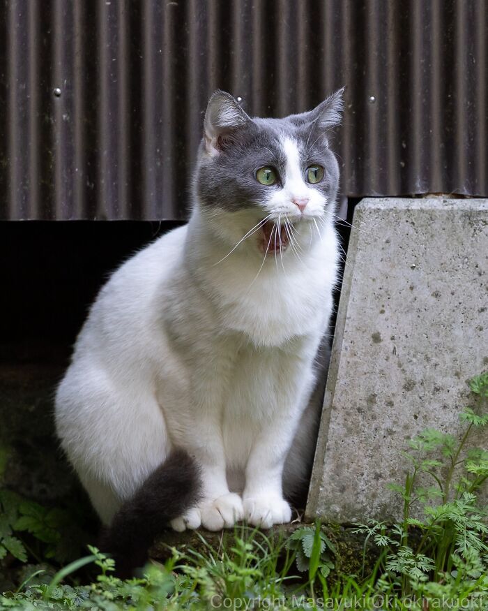 Japanese Street Cats Are Back With 50 New Photos Full Of Chaos And Charm