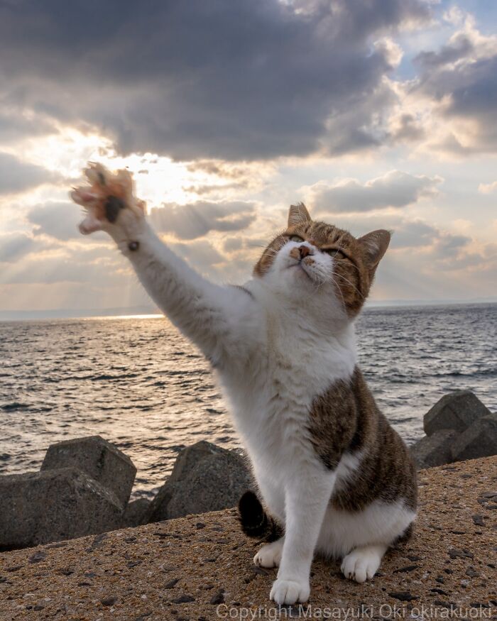 Japanese Street Cats Are Back With 50 New Photos Full Of Chaos And Charm
