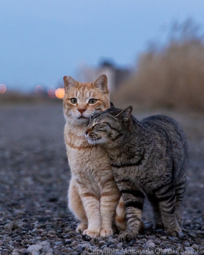 Japanese Street Cats Are Back With 50 New Photos Full Of Chaos And Charm