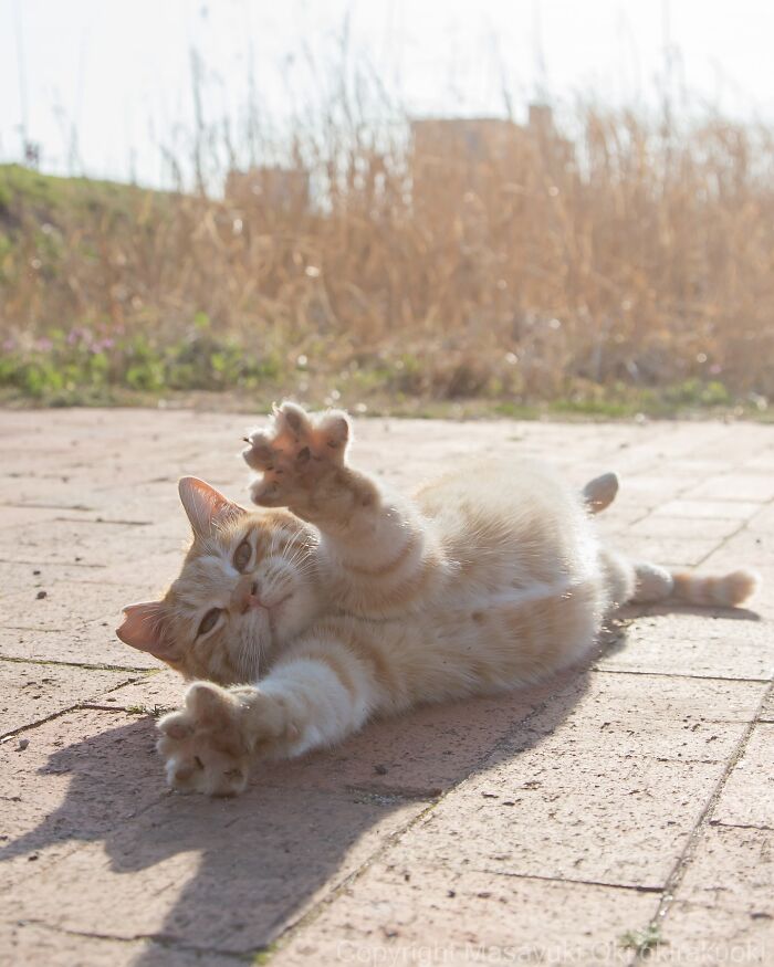 Japanese Street Cats Are Back With 50 New Photos Full Of Chaos And Charm