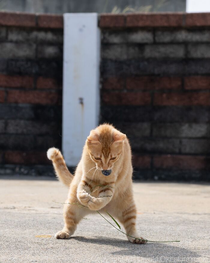 Japanese Street Cats Are Back With 50 New Photos Full Of Chaos And Charm