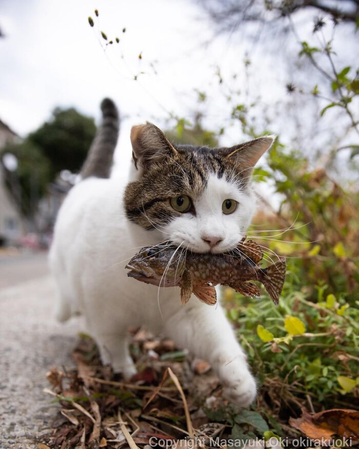 Japanese Street Cats Are Back With 50 New Photos Full Of Chaos And Charm