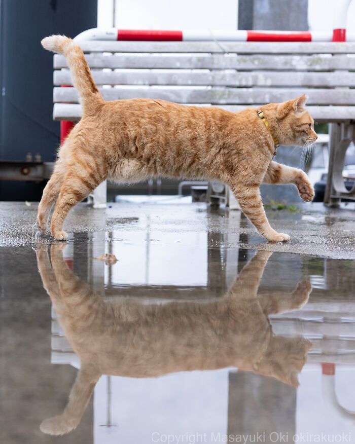 Japanese Street Cats Are Back With 50 New Photos Full Of Chaos And Charm