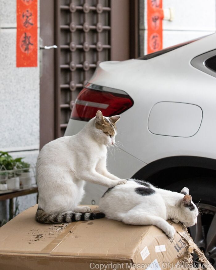 Japanese Street Cats Are Back With 50 New Photos Full Of Chaos And Charm