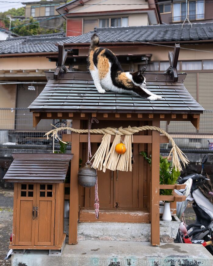 Japanese Street Cats Are Back With 50 New Photos Full Of Chaos And Charm