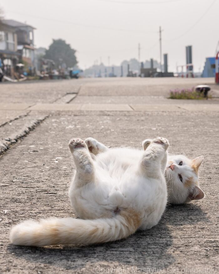 Japanese Street Cats Are Back With 50 New Photos Full Of Chaos And Charm