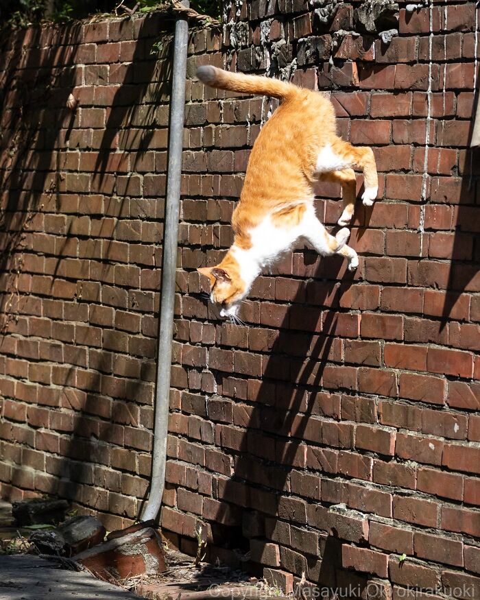 Japanese Street Cats Are Back With 50 New Photos Full Of Chaos And Charm