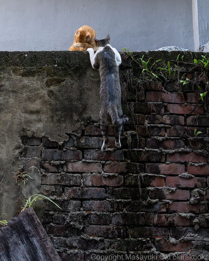 Japanese Street Cats Are Back With 50 New Photos Full Of Chaos And Charm