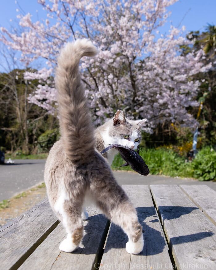Japanese Street Cats Are Back With 50 New Photos Full Of Chaos And Charm