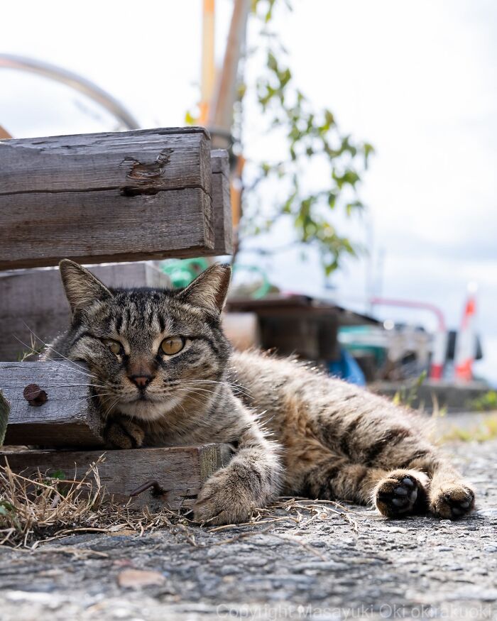 Japanese Street Cats Are Back With 50 New Photos Full Of Chaos And Charm