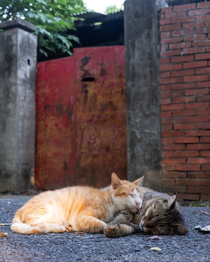 Japanese Street Cats Are Back With 50 New Photos Full Of Chaos And Charm