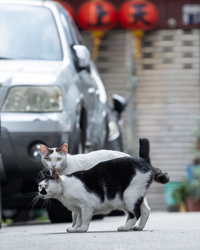 Japanese Street Cats Are Back With 50 New Photos Full Of Chaos And Charm