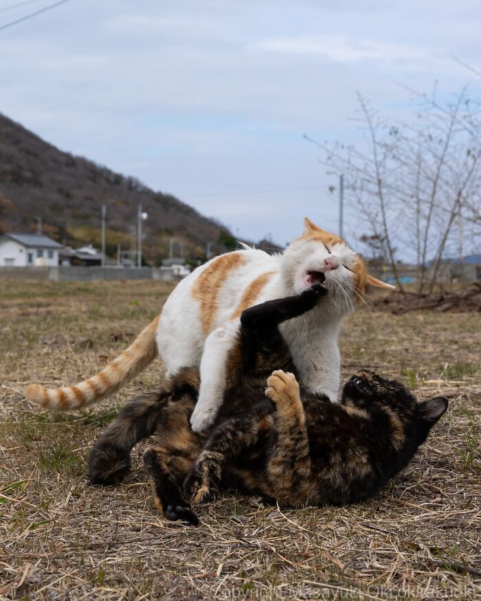 Japanese Street Cats Are Back With 50 New Photos Full Of Chaos And Charm