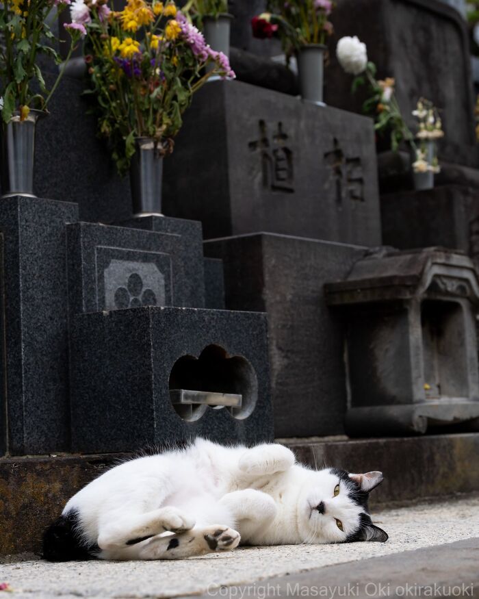 Japanese Street Cats Are Back With 50 New Photos Full Of Chaos And Charm