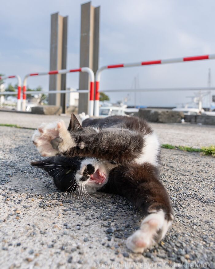 Japanese Street Cats Are Back With 50 New Photos Full Of Chaos And Charm