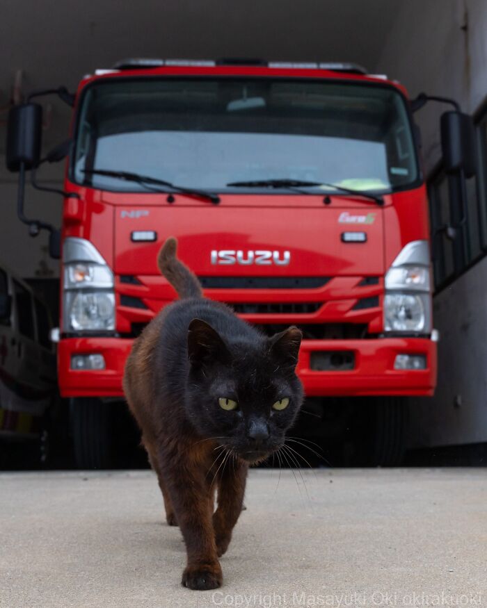 Japanese Street Cats Are Back With 50 New Photos Full Of Chaos And Charm