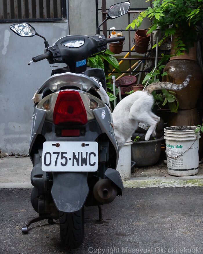 Japanese Street Cats Are Back With 50 New Photos Full Of Chaos And Charm
