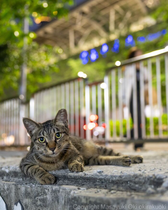 Japanese Street Cats Are Back With 50 New Photos Full Of Chaos And Charm