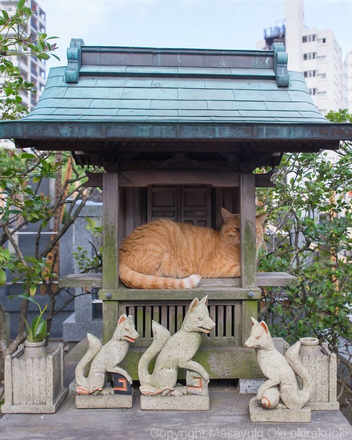 Japanese Street Cats Are Back With 50 New Photos Full Of Chaos And Charm
