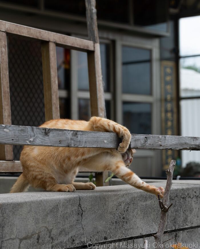 Japanese Street Cats Are Back With 50 New Photos Full Of Chaos And Charm