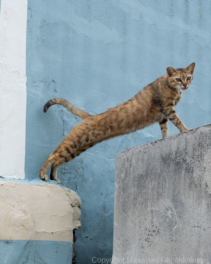 Japanese Street Cats Are Back With 50 New Photos Full Of Chaos And Charm