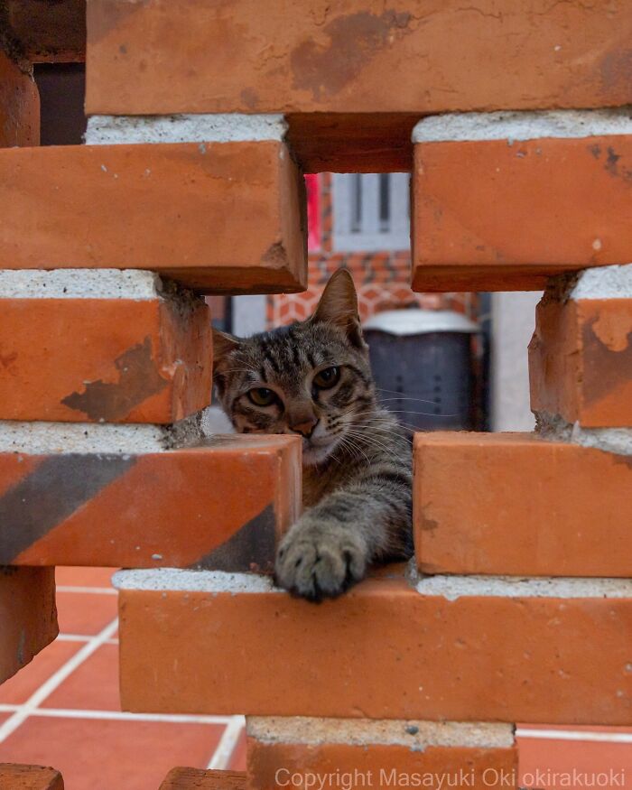 Japanese Street Cats Are Back With 50 New Photos Full Of Chaos And Charm