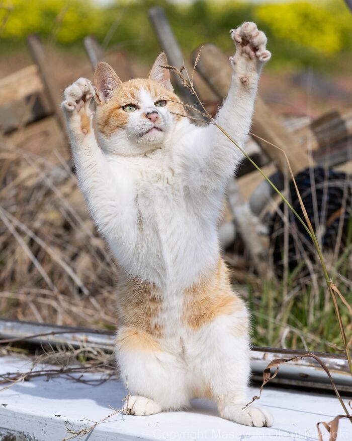 Japanese Street Cats Are Back With 50 New Photos Full Of Chaos And Charm