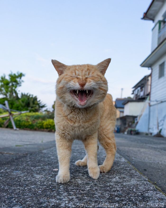 Japanese Street Cats Are Back With 50 New Photos Full Of Chaos And Charm