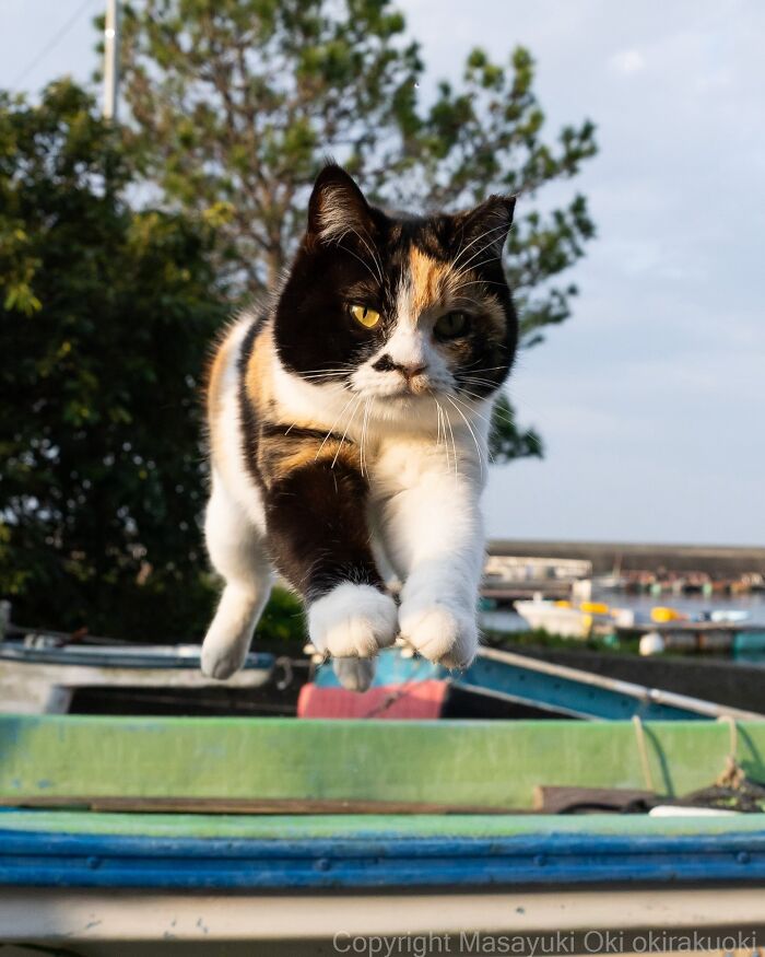 Japanese Street Cats Are Back With 50 New Photos Full Of Chaos And Charm