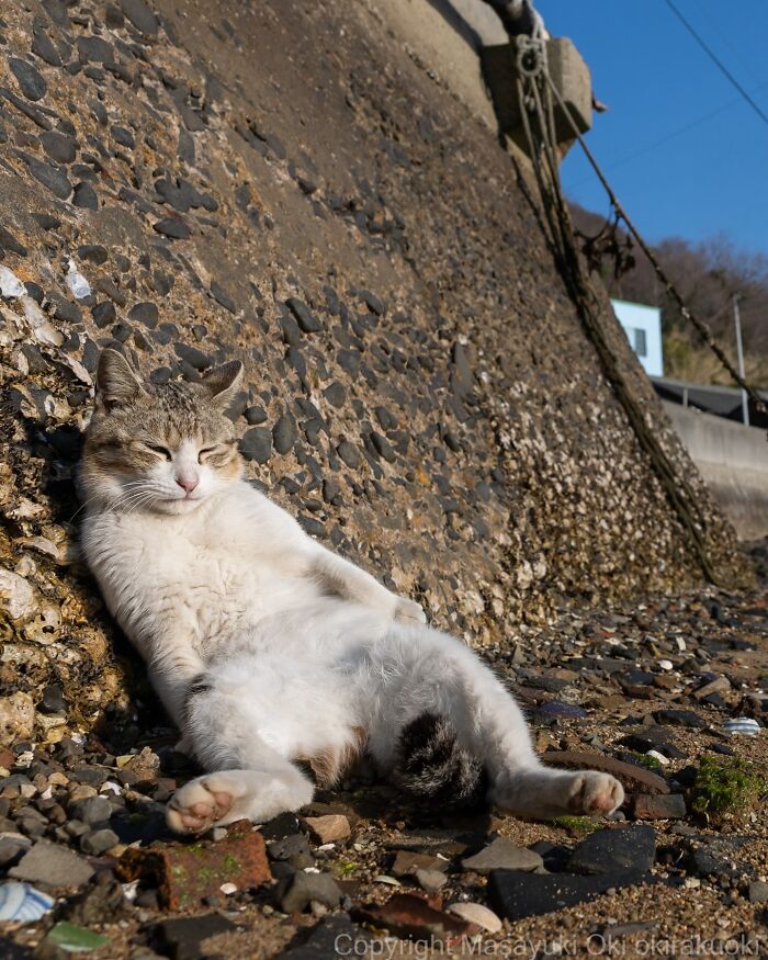 Japanese Street Cats Are Back With 50 New Photos Full Of Chaos And Charm