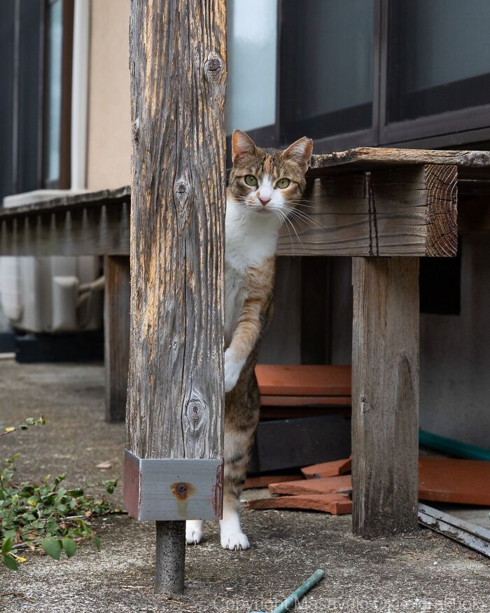 Japanese Street Cats Are Back With 50 New Photos Full Of Chaos And Charm