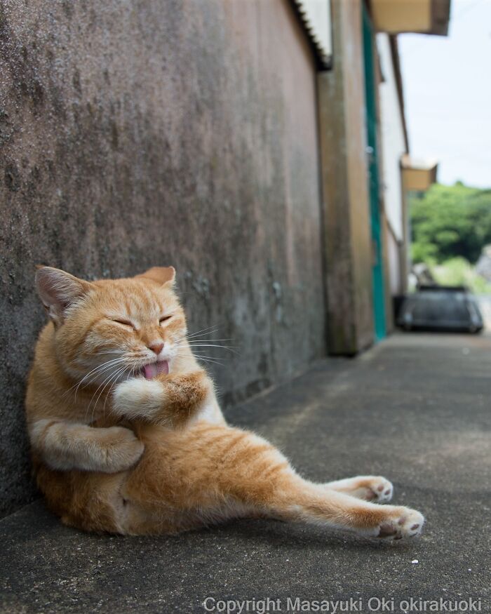 Japanese Street Cats Are Back With 50 New Photos Full Of Chaos And Charm