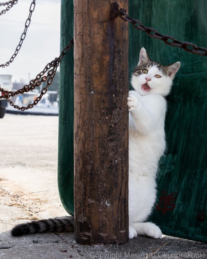Japanese Street Cats Are Back With 50 New Photos Full Of Chaos And Charm