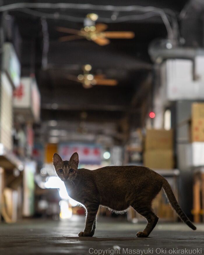 Japanese Street Cats Are Back With 50 New Photos Full Of Chaos And Charm