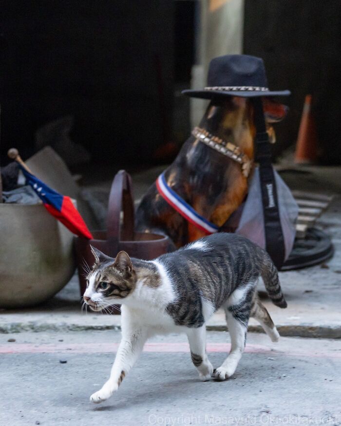 Japanese Street Cats Are Back With 50 New Photos Full Of Chaos And Charm