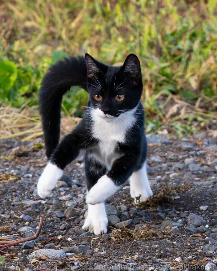Japanese Street Cats Are Back With 50 New Photos Full Of Chaos And Charm