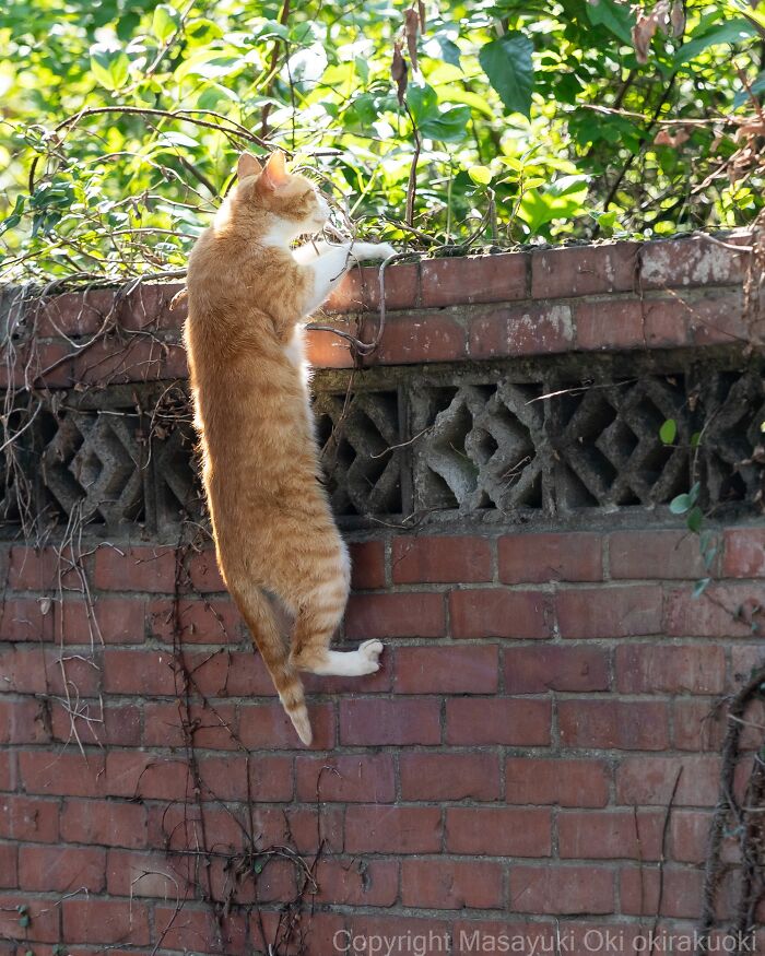 Japanese Street Cats Are Back With 50 New Photos Full Of Chaos And Charm