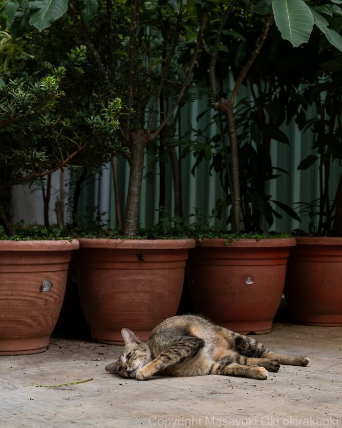 Japanese Street Cats Are Back With 50 New Photos Full Of Chaos And Charm