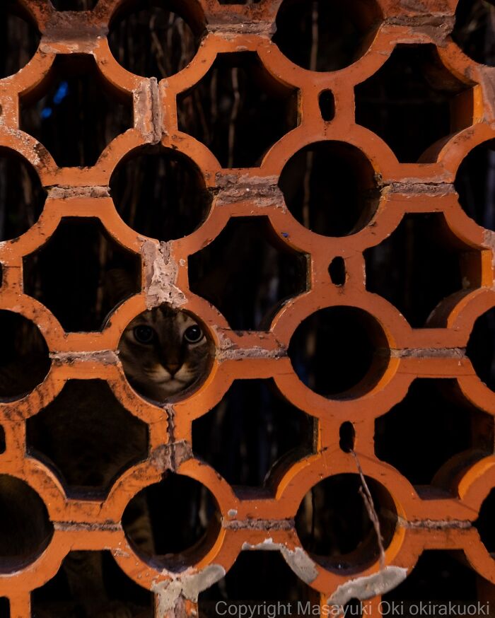 Japanese Street Cats Are Back With 50 New Photos Full Of Chaos And Charm