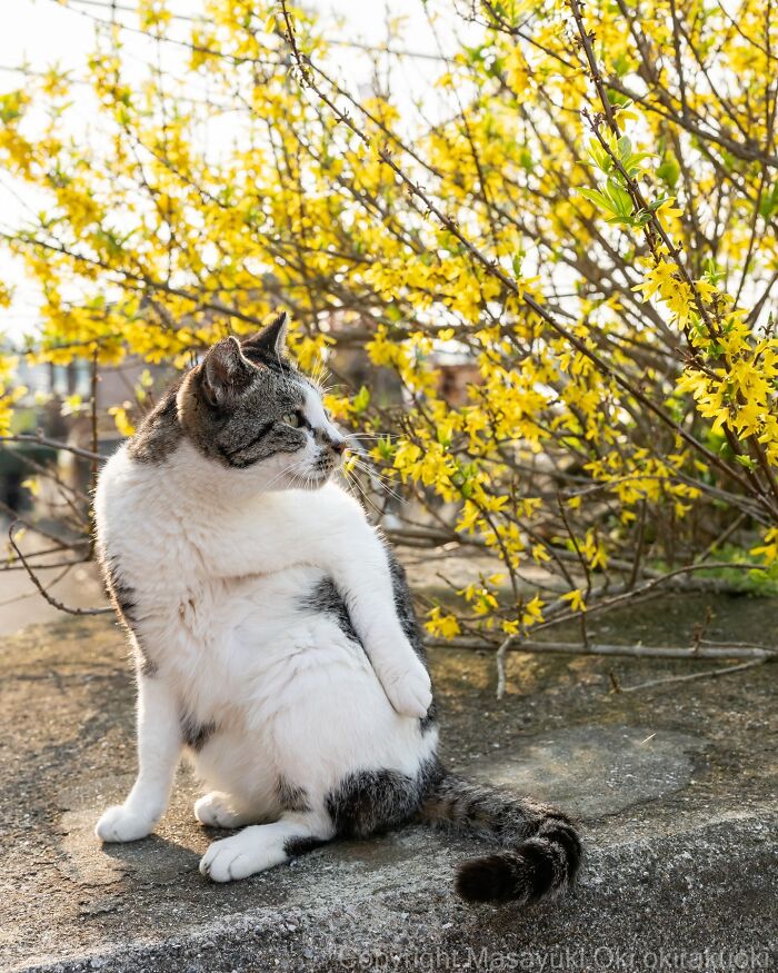 Japanese Street Cats Are Back With 50 New Photos Full Of Chaos And Charm
