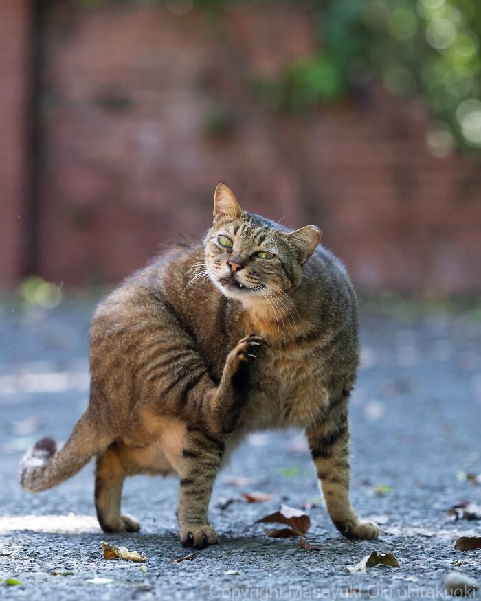 Japanese Street Cats Are Back With 50 New Photos Full Of Chaos And Charm