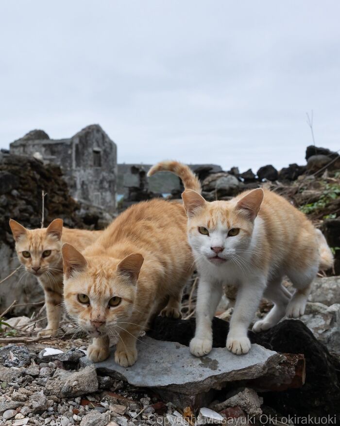 Japanese Street Cats Are Back With 50 New Photos Full Of Chaos And Charm