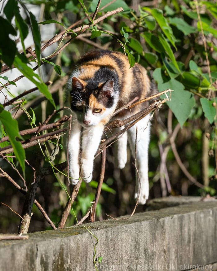 Japanese Street Cats Are Back With 50 New Photos Full Of Chaos And Charm